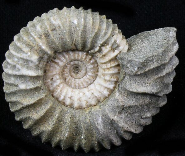 Pavlovia Ammonite Fossil - Siberia #29700